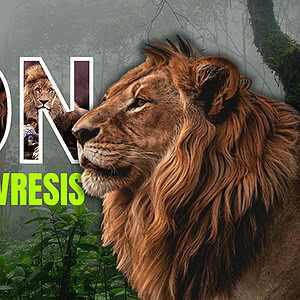 Majestic lion in a misty jungle setting for Nikolas Mavresis video.