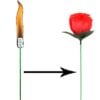 Torch to Rose